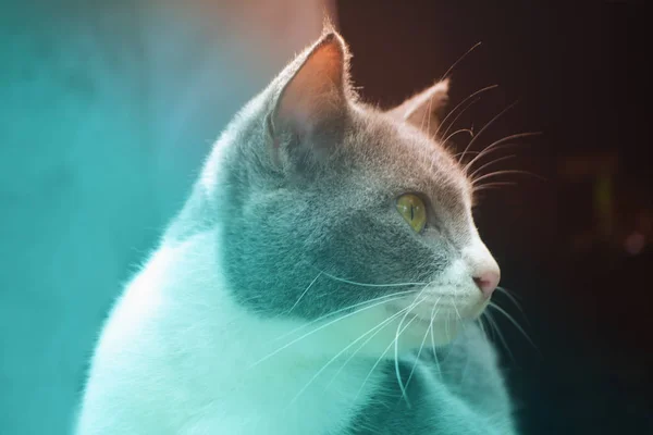 Милий Тайський Кіт Тварина Фоновий Фільтр — стокове фото
