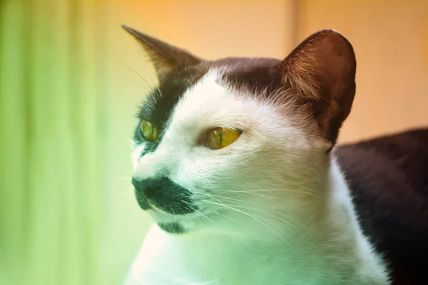 Niedliche Thailändische Katze Tier Hintergrundfilter Efect — Stockfoto