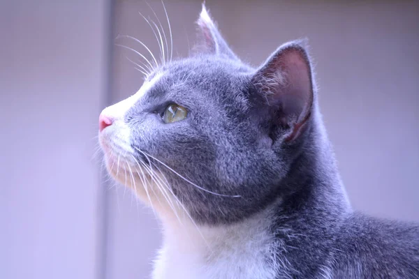 Cute Kat Gezicht Zoek Iets Zachte Focus — Stockfoto