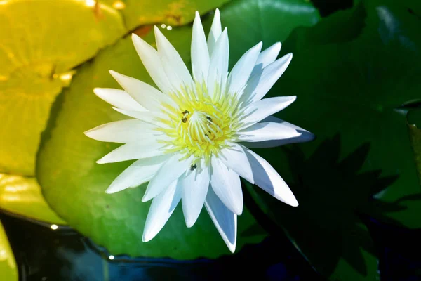 Белая Водяная Лилия Фоне Солнечных Цветов — стоковое фото