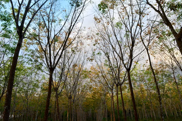 Forêt Tropicale Automne Nature Saison Fond — Photo