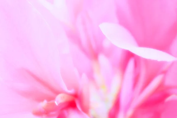 pink petals flower abstract background