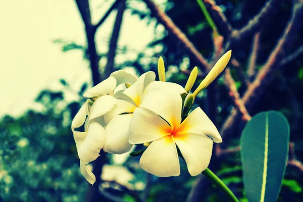 Plumeria Bloemen Vers Voorjaar Natuur Achtergrond — Stockfoto