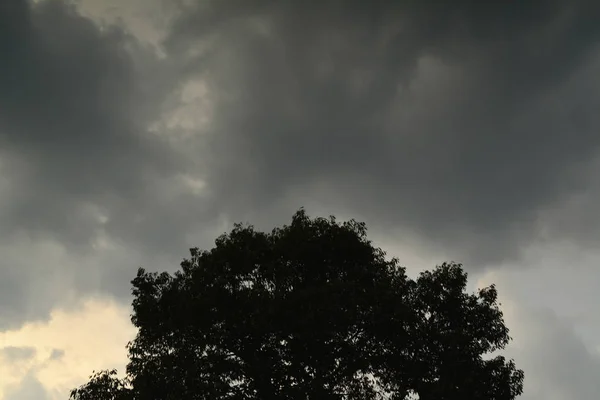 Grauer Himmel Und Silhouettenbaum — Stockfoto