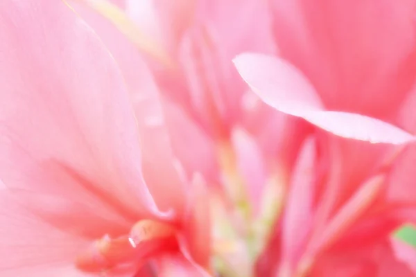 Мягкий Фокус Розовый Фон — стоковое фото