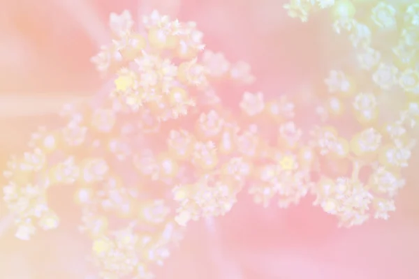 Abstraktní Květ Pastelově Růžové Pozadí — Stock fotografie