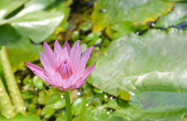 Pembe nilüfer, lotus çiçek arka plan  