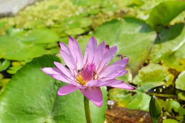 Розовая водяная лилия, цветочный фон лотоса — стоковое фото