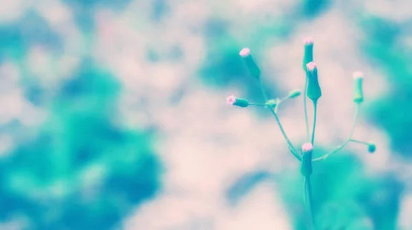 Soft focus herbe fleur printemps, fond nature — Photo