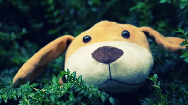 작은 녹색 잔디와 함께 테 강아지 인형 — 스톡 사진