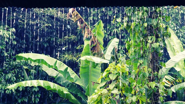 Taze rainning doku arka plan                               