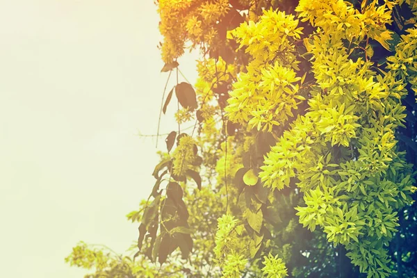 Witte Gele Bloem Lente Natuur Achtergrond — Stockfoto