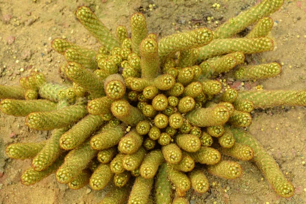 Mammillaria Alonga Plantas Deserto Cacto — Fotografia de Stock