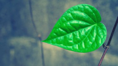 yeşil kalp yaprak şekli soyut bahar doğa arka plan 