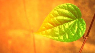 yeşil kalp yaprak şekli soyut bahar doğa arka plan 