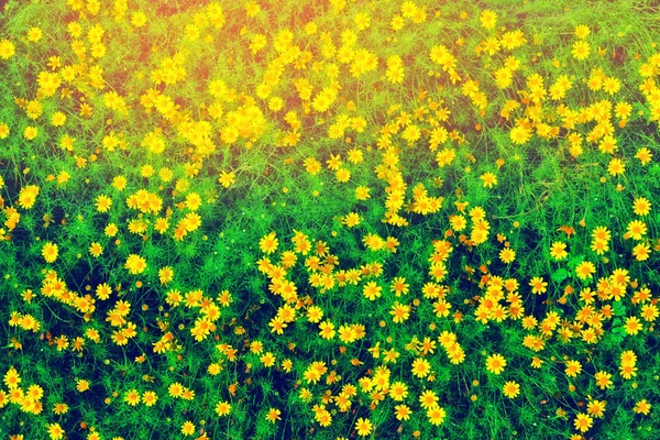 Petite fleur jaune printemps nature fond — Photo