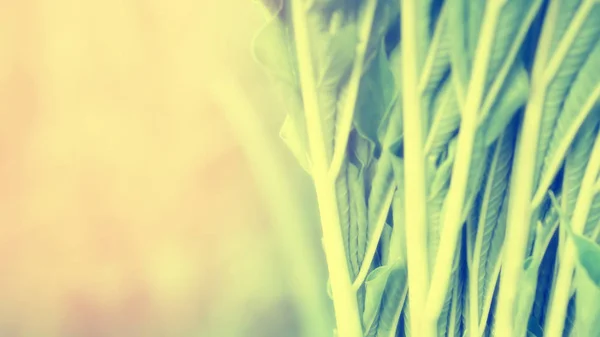 Zielone Liście Wiosną Tekstura Tło Nieostrość — Zdjęcie stockowe