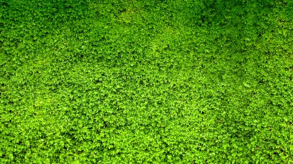 Fondo Textura Musgo Verde — Foto de Stock