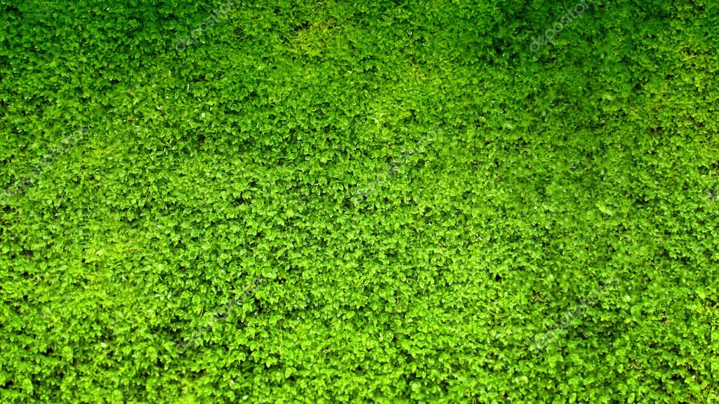 fondo de textura de musgo verde 2022