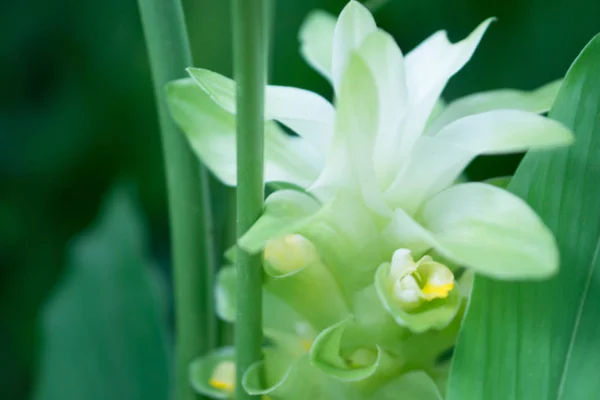 Kurkuma Kwiat Świeże Charakter Tło Wiosna — Zdjęcie stockowe