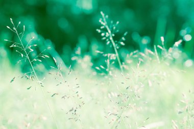 çiçek bahar taze doğa backgrouns çimen