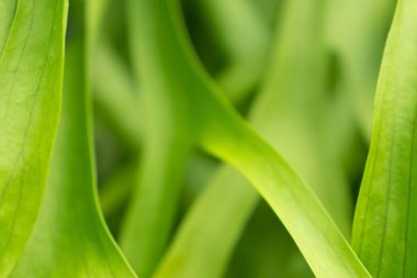 Yeşil doku arka plan yumuşak odak terk