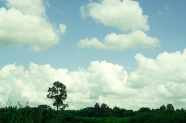 Yeşil orman doğa arka plan ile mavi manzarası