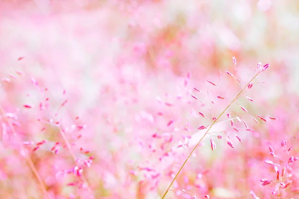 Fleur Herbe Rose Colorée Avec Flou Bokeh Rose Foyer Doux — Photo