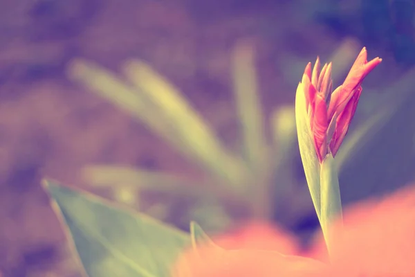 Rosa Canna Flor Con Espacio Vacío — Foto de Stock