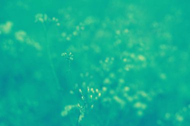 Bulanıklık ve sof çimen çiçek yumuşak odak soyut Bahar, doğa arka plan