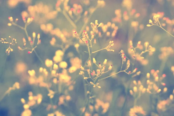 Soft Focus Sea Gras Bloem Abstarct Voorjaar Natuur Achtergrond — Stockfoto