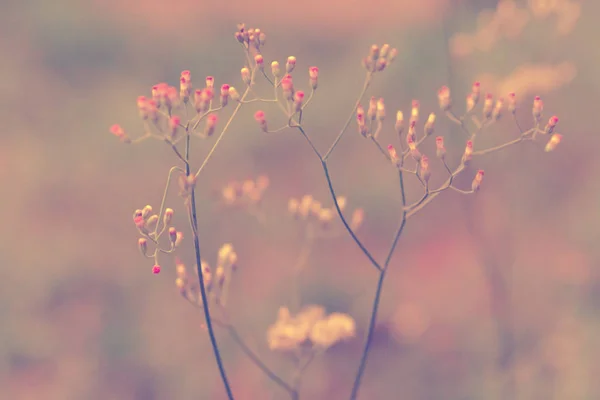 Blur Sof Grass Flower Soft Focus Abstract Spring Nature Background — Stock Photo, Image