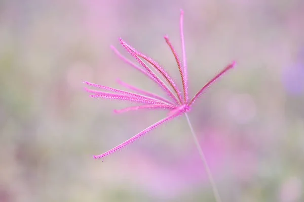 粉红色草花 抽象春天自然背景 — 图库照片