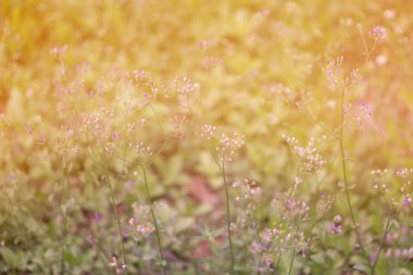 Yumuşak odak çimen çiçek soyut Bahar, doğal arka plan