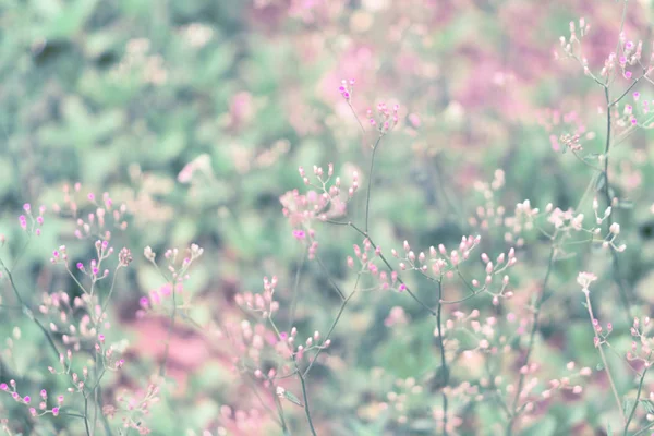 Herbe colorée fleur soft focus printemps fond — Photo