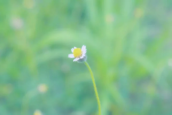 Μαλακή Εστίαση Αφηρημένη Γρασίδι Λουλούδι Άνοιξη Φύση Φόντο — Φωτογραφία Αρχείου