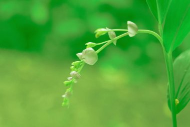 Yumuşak odak çimen çiçek Bahar, yaz taze doğa arka plan