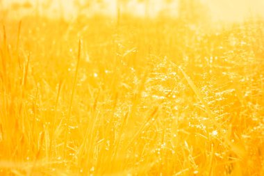 Sabah sökmeden çiğ su ile bahar çim sahada