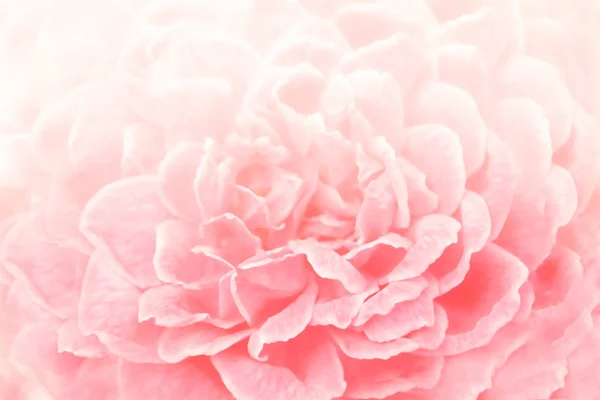 Soft focus  of pink rose background — Stock Photo, Image