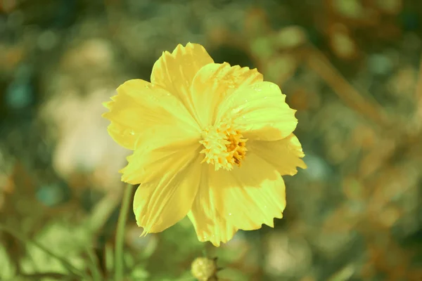 Cosmo giallo in natura con rugiada goccia — Foto Stock