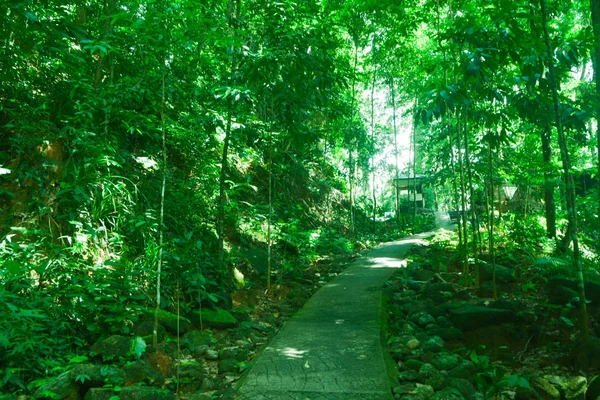 Tropikal Yağmur Ormanlarında Yolu — Stok fotoğraf