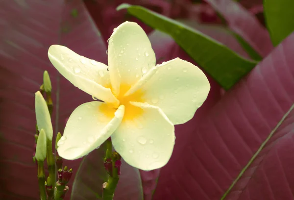 Plumeria Flores Con Rocío Gota Fresco Naturaleza Fondo —  Fotos de Stock