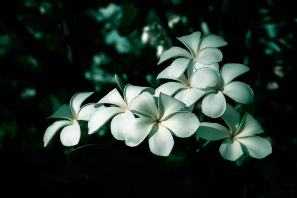 Цветок плюмерии, цветущий весной обои для рабочего стола природы — стоковое фото