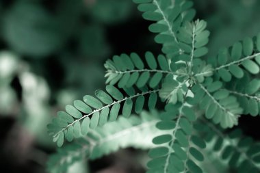 yumuşak odak yeşil yaprak dokusu arkaplanı