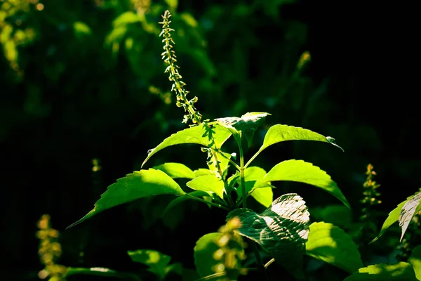 Zielony trapikalny kwiat z tłem natury — Zdjęcie stockowe