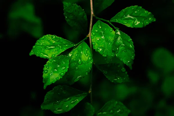 Зеленый лист текстуры с капли росы свежая весна природа wallpa — стоковое фото