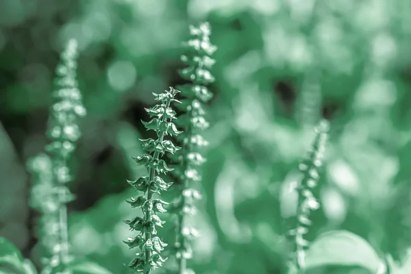 Enfoque selectivo verde flor silvestre naturaleza fondo — Foto de Stock