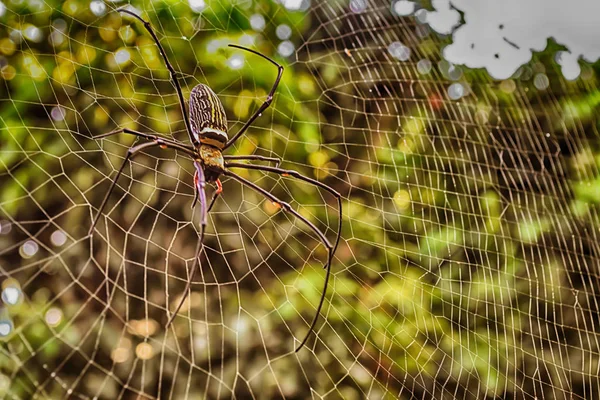 Tayland 'da altın ve siyah örümcek — Stok fotoğraf