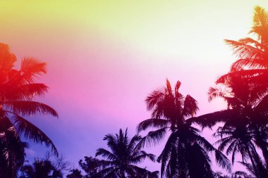 Hindistan cevizi ağacı, gün batımında masmavi gökyüzü. 