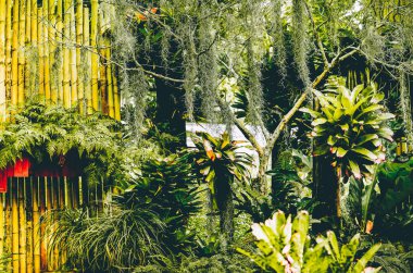 Küçük tropikal bitki dekorasyonu. 